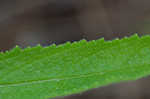 Carolina false vervain